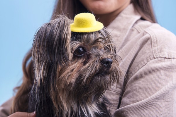 Hair Clip Tauron - Yellow