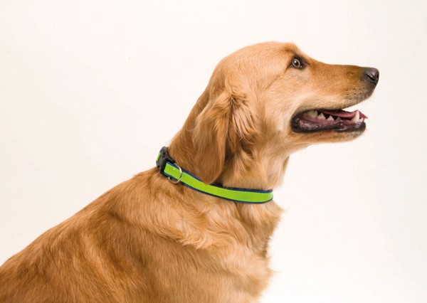 Pet Collar Muttley - Black