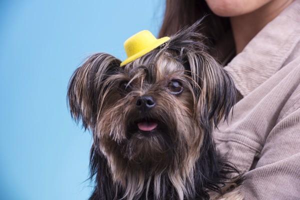 Hair Clip Tauron - Yellow