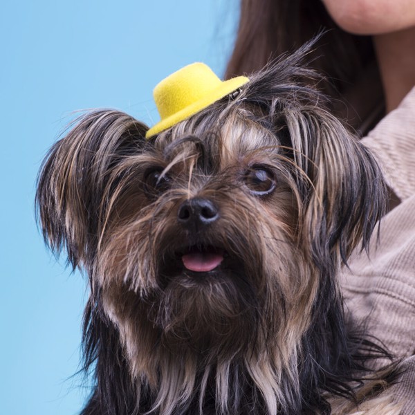 Hair Clip Tauron - Yellow