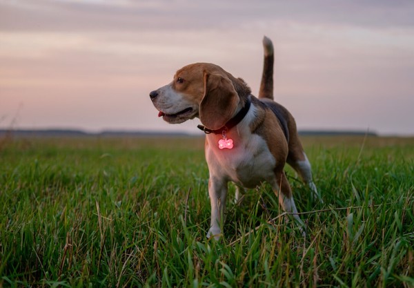 Reflective Light Savera